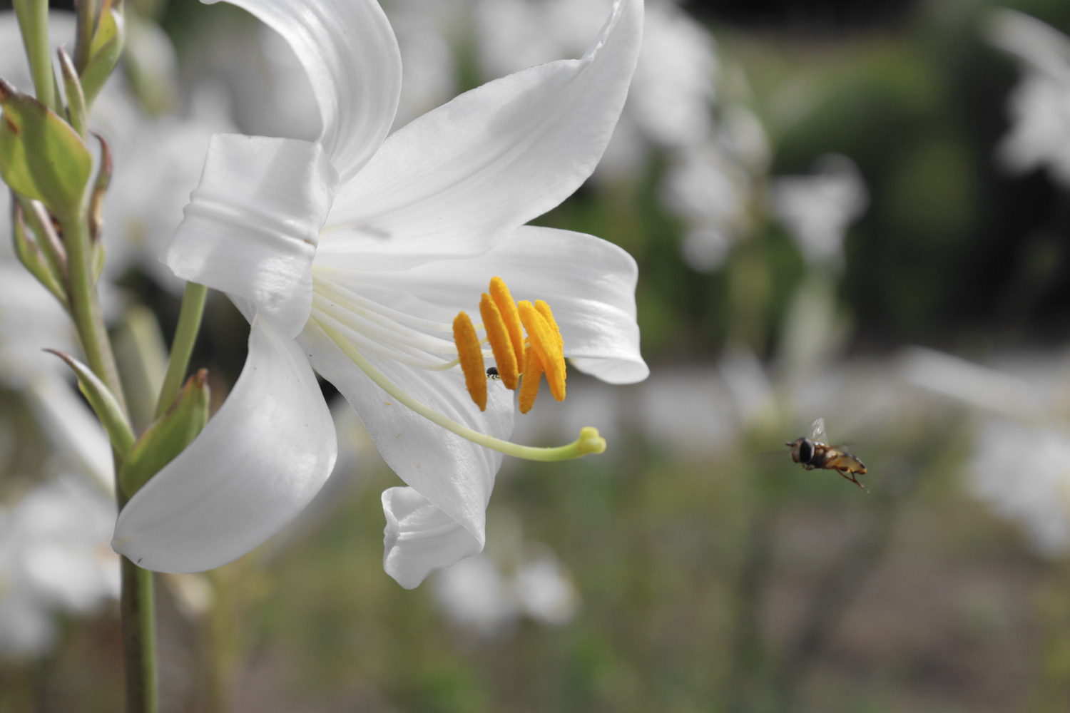 Jak voněl starověk? Historik vědy Sean Coughlin v podcastu Akademie věd
