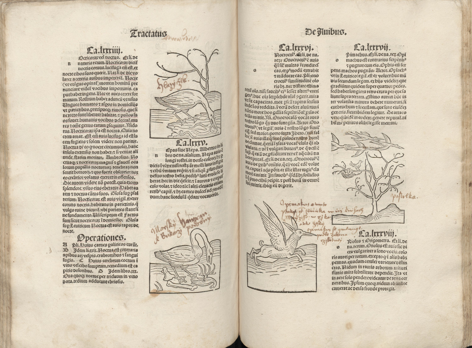 Hortus Sanitatis03